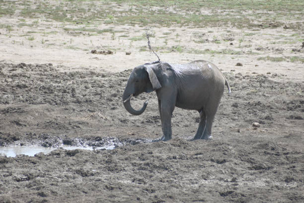 молодой слон играет в грязевой ванне в жаркий солнечный день в национальном парке крюгера - blom стоковые фото и изображения