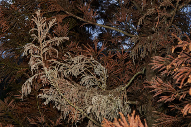 枯れかけた木の健康な枝 - autumn leaf flash ストックフォトと画像