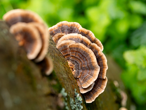 Winter time : three Bracket Fungus hanging on a birch tree trunk.