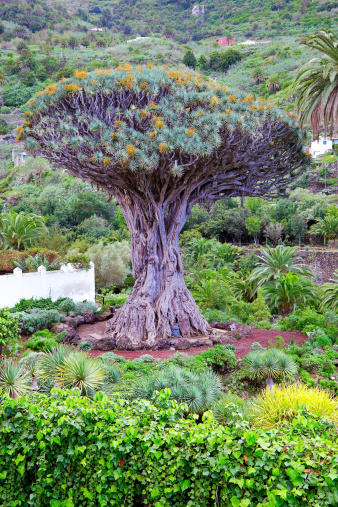 Dracaena draco, Dragon Tree - Canary island
