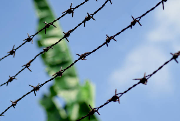 barbed wire a stretch of four barbed wire boundaries with a background of banana leaves and a clear daytime sky deter stock pictures, royalty-free photos & images