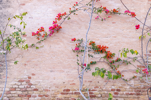 Kairouan, Tunisia. Flowers against a wall in the city of Kairouan.