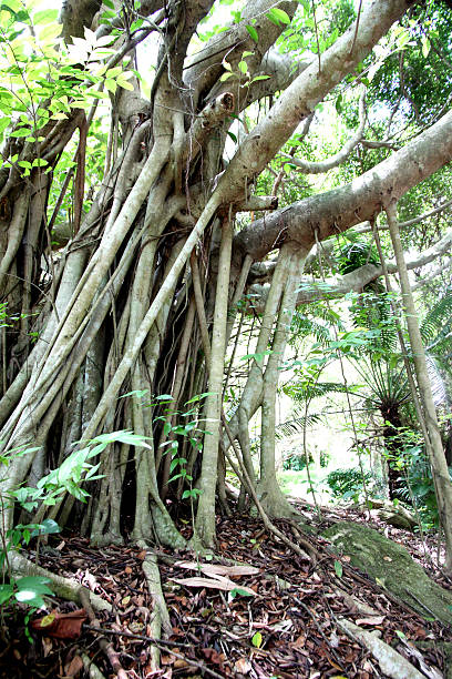 istock Stems and roots of trees in the forest. 180660040