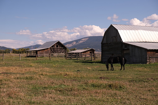 Historic houses, barns, outbuildings and fencing located in Mormon Row Grand Teton National Park Wyoming.  Brown, weathered and rough wood plank and log structures which Mormons lived and kept their animals surrounded by green and brown scrub brush backed by the Grand Teton Mountains.  Wide open spaces for them to graze animals and farm the land upon which they lived.