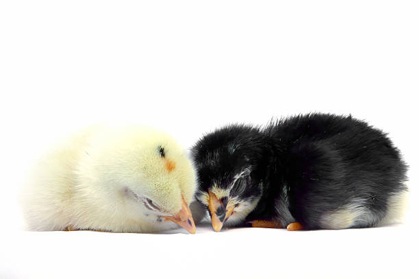 the yellow little chick and black little chick are sleep with isolated on white background