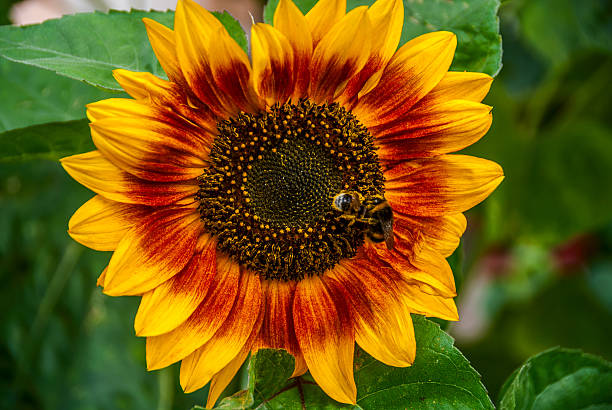bee and bumblebee on a sunflower stock photo