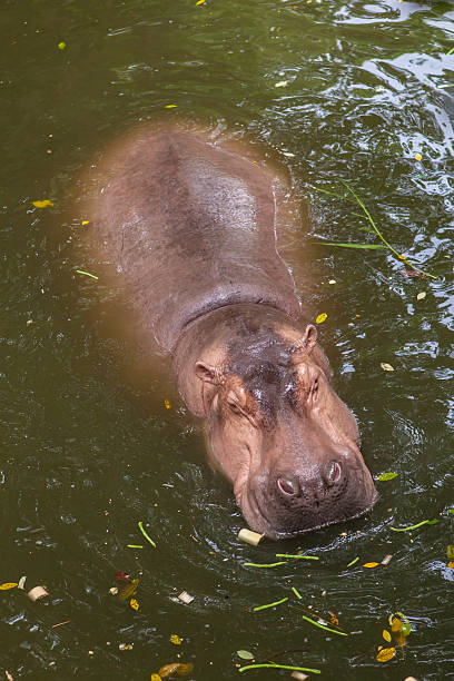 istock Hippopotamus swimming in water 180660742