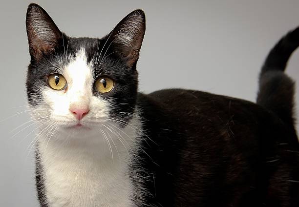 istock Cat looking tothe photographer 180660813