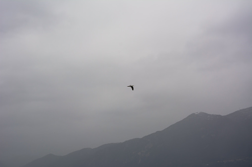 A seagull flies over the mountains against the background of a foggy sky without clouds and the sun. Minimalism in the composition of nature