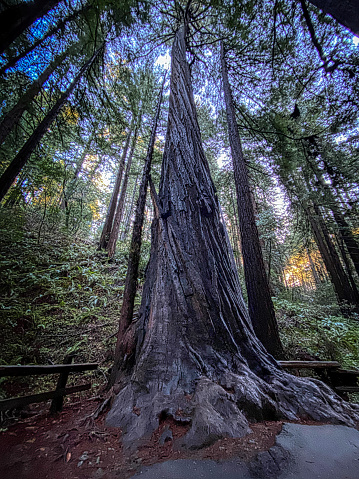 old growth forest of sequoia in the mist