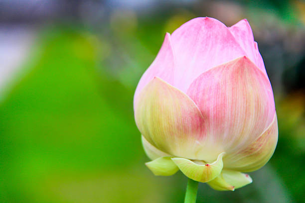 istock pink lotus flower 180663341