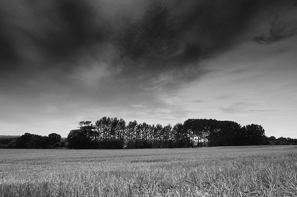 istock harvested corn field with damatic sky in monochrome 180663425