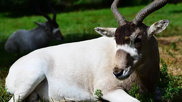 Long horned oryx rests in the zoo on a sunny day