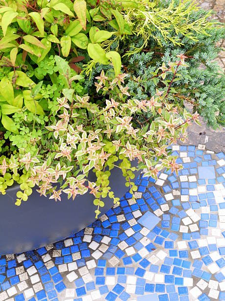 istock flowers planted together and blue tiles 180663657