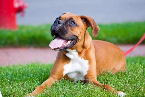 A pure bred fawn boxer is laying in the green grass outside with his head slightly tilted upward.
