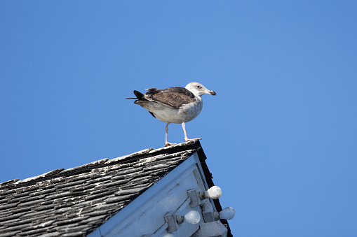 Seagull perched on a roof