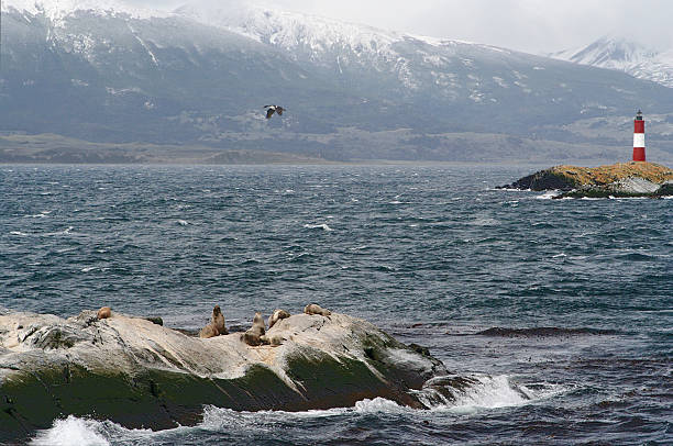 sea dogs and lighthouse ushuaia lighthouse, called the world ends lighthouse, sorrounded by islands full of cormorant birds and sea dogs les eclaireurs lighthouse photos stock pictures, royalty-free photos & images