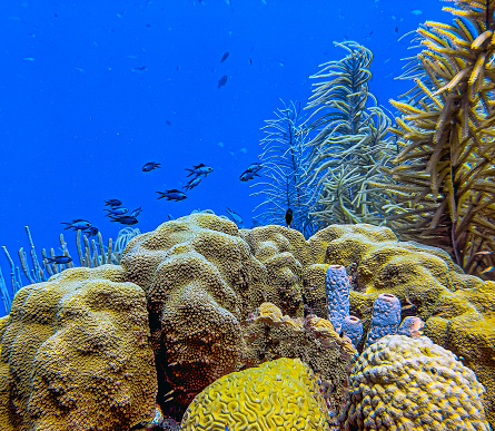 Caribbean coral reef off the coast of the island of Bonaire in the shallows