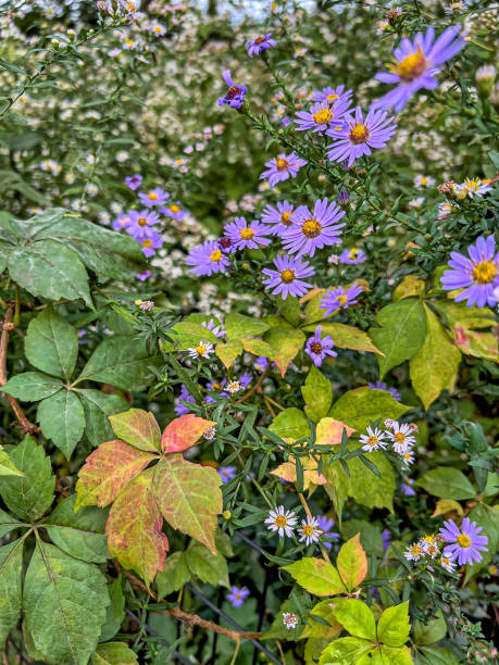 istock Autumn leaves and flowers 1806652471
