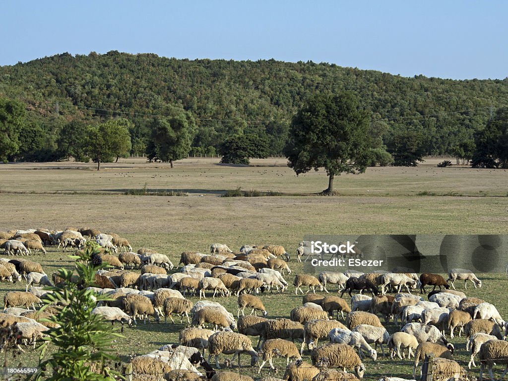 Sheeps Feasting no Prado - Royalty-free Agricultura Foto de stock