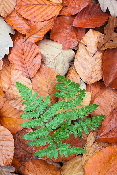 farne im buche blätter - fern bracken growth leaf stock-fotos und bilder