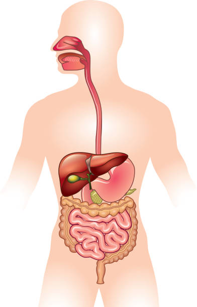 ilustraciones, imágenes clip art, dibujos animados e iconos de stock de sistema digestivo humano ilustración vectorial - sistema digestivo humano