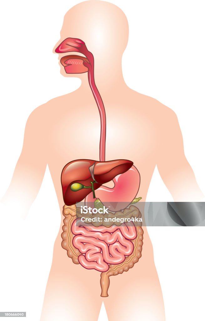 Human digestive system vector illustration Human digestive system detailed colorful vector illustration Human Digestive System stock vector