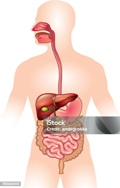 Human Digestive System Vector Illustration Stock Illustration - Download Image Now - Human Digestive System, The Human Body, Esophagus