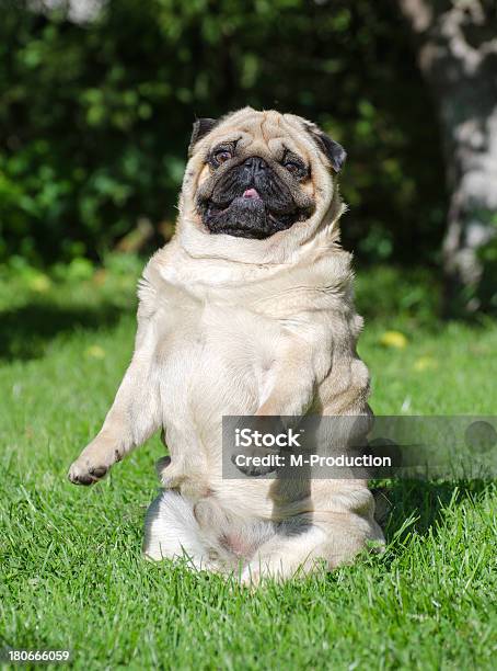 Foto de Engraçado Cão Pug e mais fotos de stock de Animal - Animal, Animal de estimação, Animal doméstico