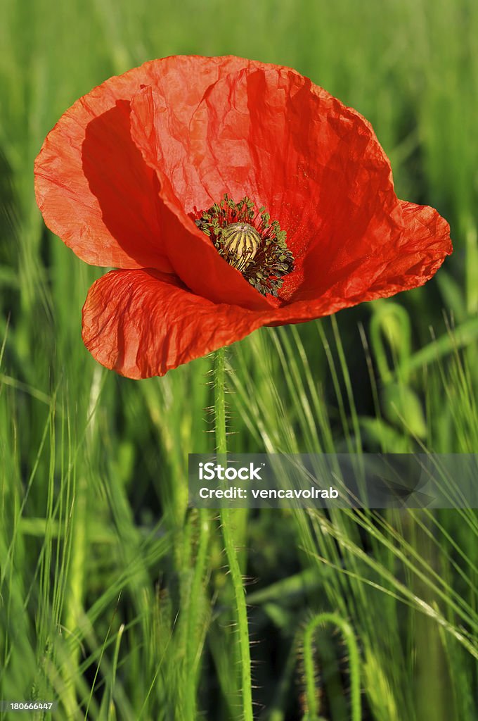 red poppy red poppy on wheat field Agricultural Field Stock Photo