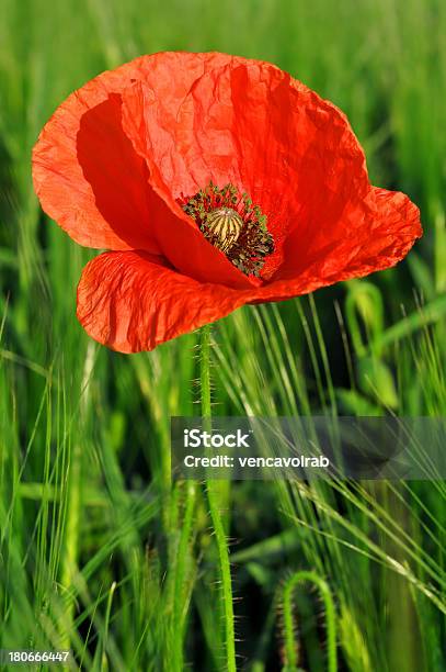 Red Poppy Stock Photo - Download Image Now - Agricultural Field, Agriculture, Beauty In Nature