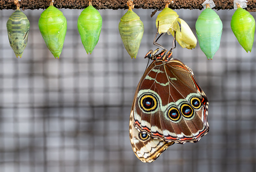 A recently emerged blue morpho butterfly (morpho menelaus) hanging from its chrysalis.