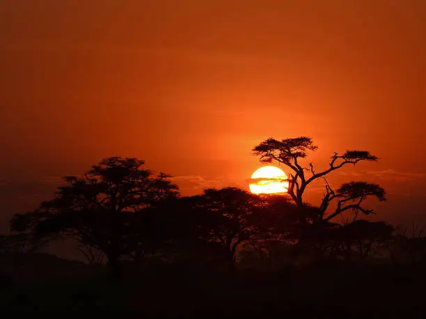 African Acacia tree in the first daylight, Serengeti National Park, Tanzania, East Africa.