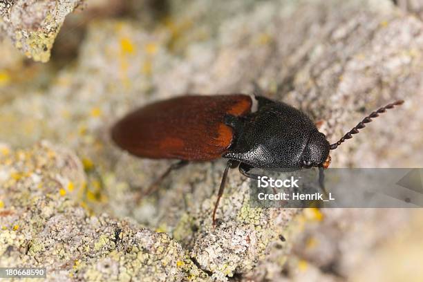 Elaterídeo Ampedus Hjorti Em Oak Macro Fotografia - Fotografias de stock e mais imagens de Ampliação