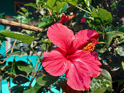 Hibiscus rosa sinensis is a type of shrub that takes the form of a stringy tree.  Its height can reach 10 meters in subtropical areas (usually 1-2.5 meters).