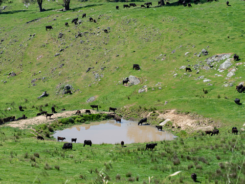 Cows next to dam, Tallangatta in the Victorian High Country