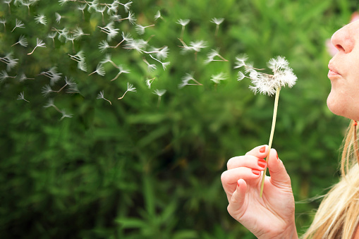 unrecognizable woman blowing a dandelion flower making a wish. dandelion seeds flying with motion blur. spring and summer concept in nature. positive and optimistic attitude. freedom, goals and achievements.