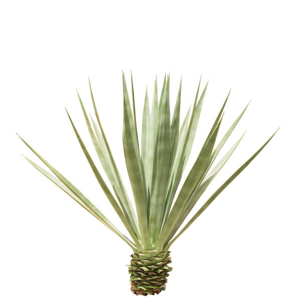 Agave plant isolated on white background.This has clipping path.