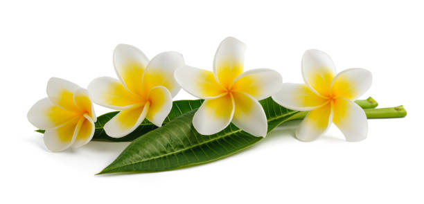 istock Frangipani flowers with leaves 1806700035