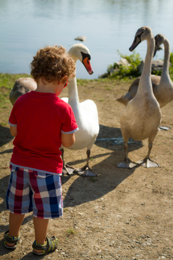 Toddler feeding a group of swans at river