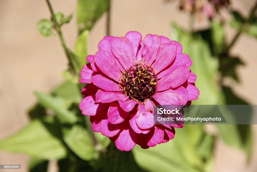 Rosa fiori nel cortile interno. - Foto stock royalty-free di Agricoltura