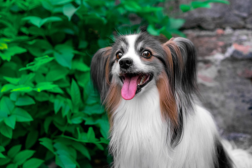Happy papillon dog sitting in park near tree on walk, funny with his mouth open