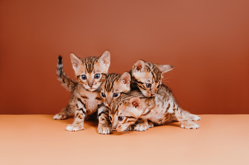 Beautiful bengal cat posing on a brown background.Copy space.The Bengal is a sleek, muscular cat with a wild appearance, enhanced by the bold marbling and spotting on their thick, luxurious coat.