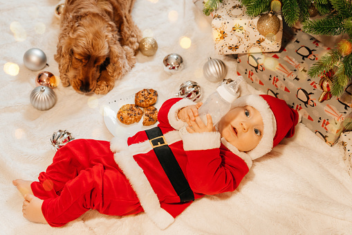 Dog Spaniel and Santa Claus' little helper is sitting on the floor next to the Christmas tree with Christmas balls in his hands. child in Santa Claus costume. winter new year's concept.Merry New Year for pets. Holidays and gifts for pets.