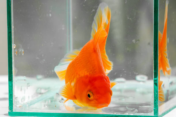 istock Oranda goldfish in aquarium fish tank close up 1806712403