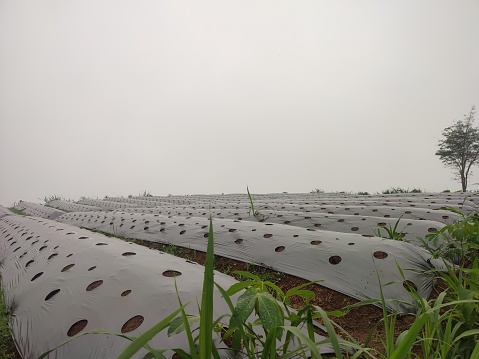 Onion plants covered by plastic mulch which aims to protect the soil surface from erosion, maintain moisture and soil structure, and inhibit weed growth
