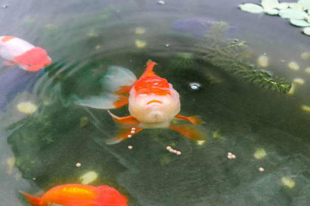 Goldfish in aquarium fish pond close up