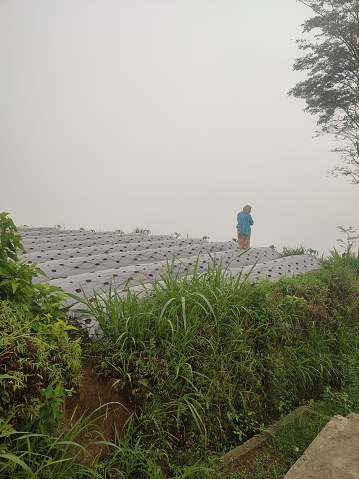 Onion plants covered by plastic mulch which aims to protect the soil surface from erosion, maintain moisture and soil structure, and inhibit weed growth