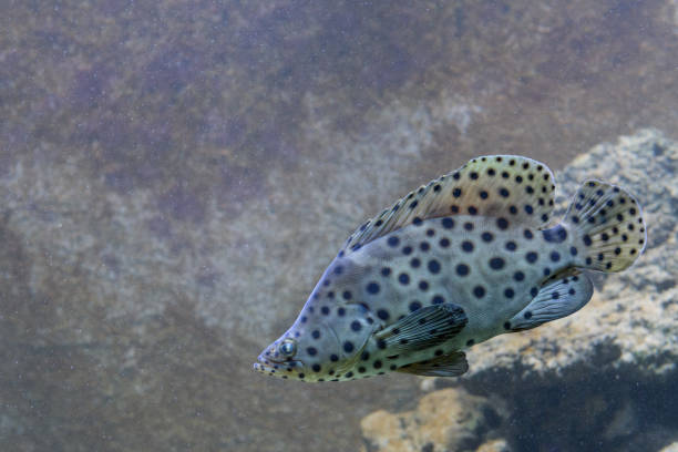 Giant grouper fish