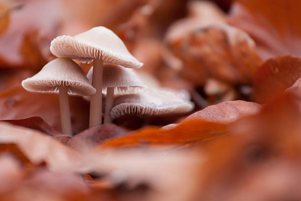 istock mushrooms in autumn leaves 180671438